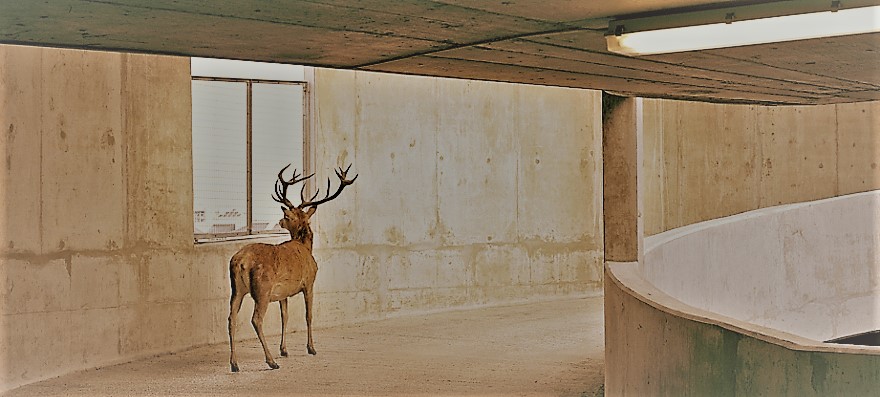 Contesting the ‘New Nature Writing’ from an Animal Liberation Perspective