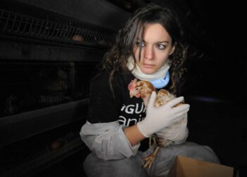 The Kemmerer2017 Survey: Harassment and Discrimination in the Anymal Activist Community